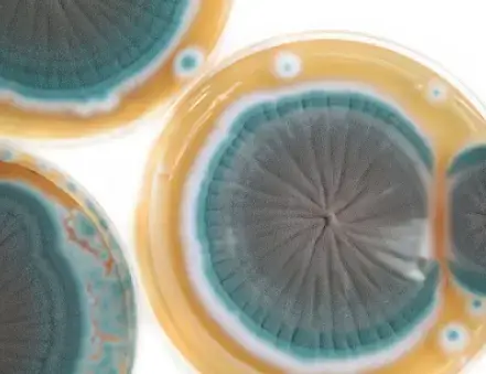 mejora de microorganismos